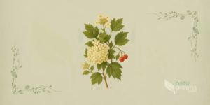 Viburno (Viburnum opulus): ilustração botânica de ramo com flores brancas em corimbo, frutos vermelhos e folhas opostas trilobadas do viburno.