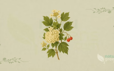 Guelder Rose (Viburnum opulus): Properties and Benefits