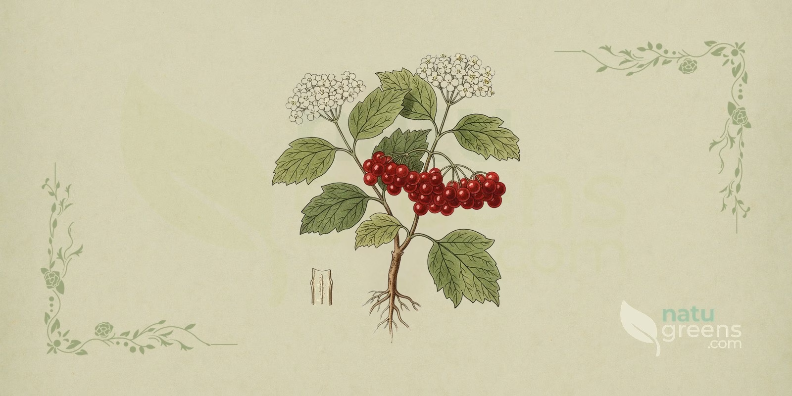 Guelder Rose (Viburnum opulus): botanical illustration of a branch with white corymb flowers, bright red berries, and opposite three-lobed leaves of the guelder rose.