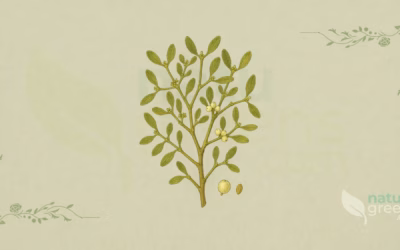 Viscum album (European Mistletoe): Complete Botanical Profile