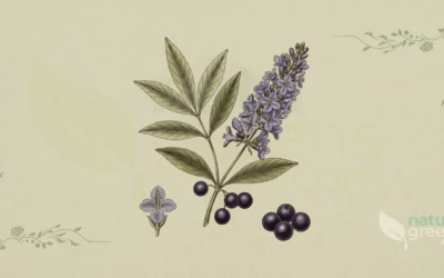 Chaste Tree (Vitex agnus-castus): Properties and Benefits