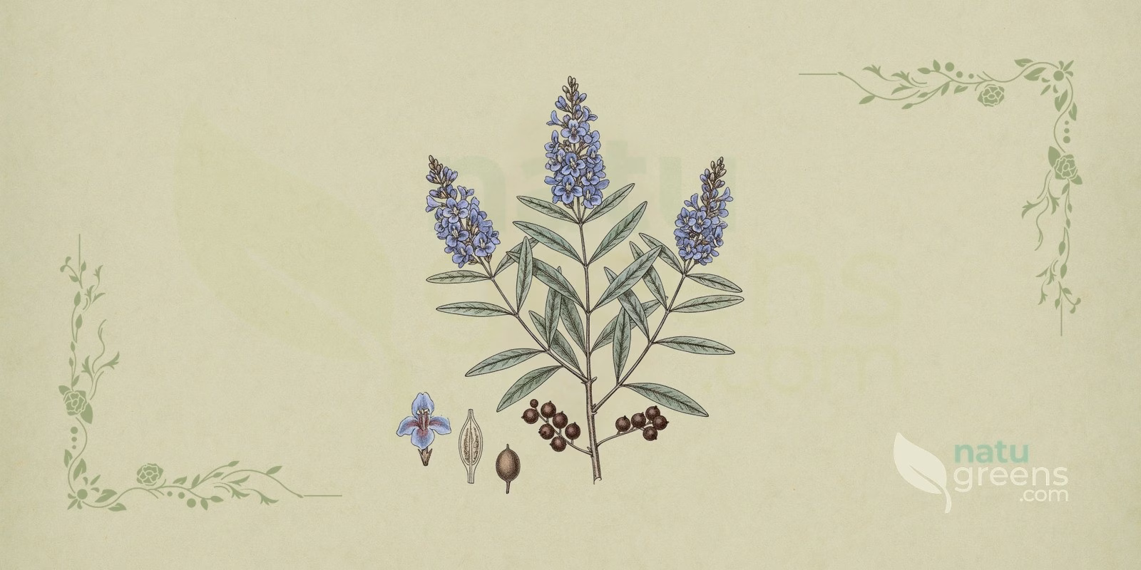 Chaste Tree (Vitex agnus-castus): botanical illustration with lilac spiked flowers and dark berries, the parts used of chaste tree.