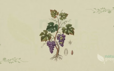 Grape (Vitis vinifera): Properties and Benefits