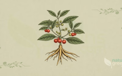 Ashwagandha (Withania somnifera): Properties and Benefits