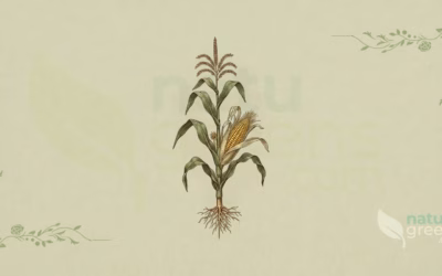 Zea mays (Maize): Complete Botanical Profile