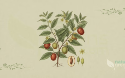 Jujube (Ziziphus jujuba): Properties and Benefits