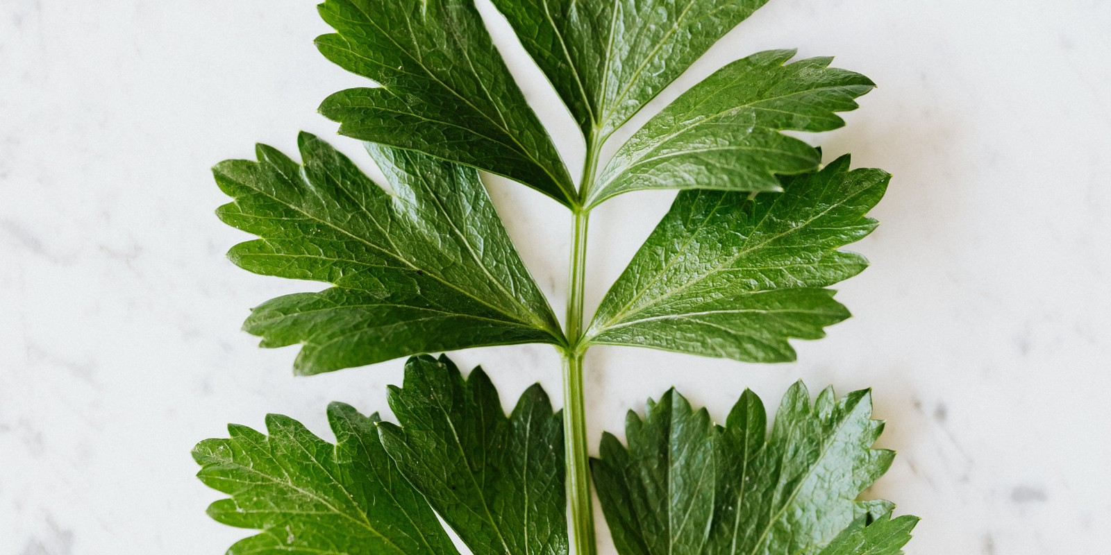 Ein Blatt von Petroselinum crispum in der Aufsicht, zweifach fiederschnittig, mit breit keilförmigen und grob gezähnten Endabschnitten.