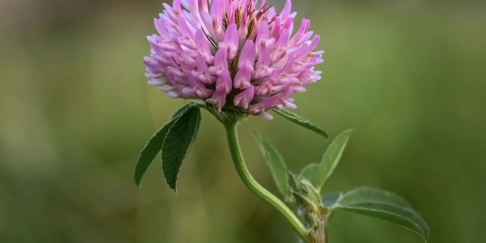 Infiorescenza sferica del trifoglio violetto, compatta e di colore rosa magenta, sorretta da foglie divise in tre foglioline ovali.