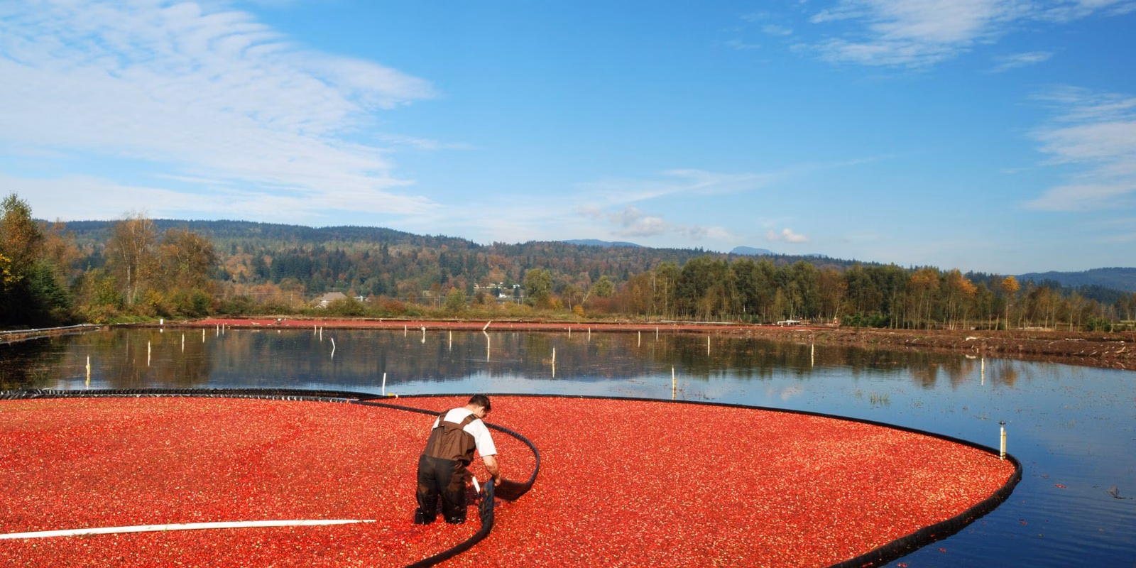 Geflutetes Feld mit Vaccinium macrocarpon: Die vier Luftkammern im Inneren jeder Beere lassen die gelösten Früchte an die Oberfläche steigen, wo schwimmende Sperren den geschlossenen Teppich bis zur Pumpstelle zusammenhalten.