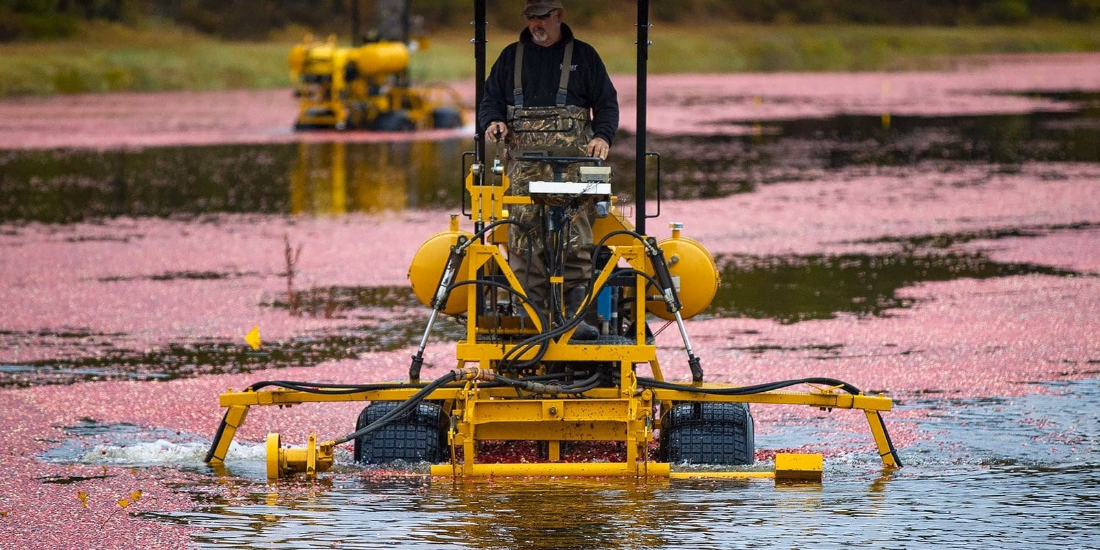 Bei der Nassernte fahren Schaufelmaschinen über die geflutete Fläche und quirlen das Wasser auf, um die Beeren von den Trieben zu lösen. Aus dieser Arbeit stammen die bekanntesten Bilder der Kultur, obwohl sie nur wenige Tage des Jahres in Anspruch nimmt.